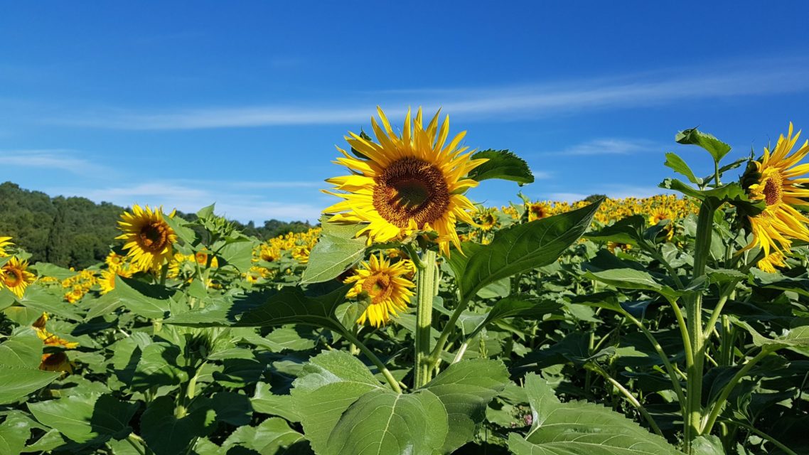 Sunflowers