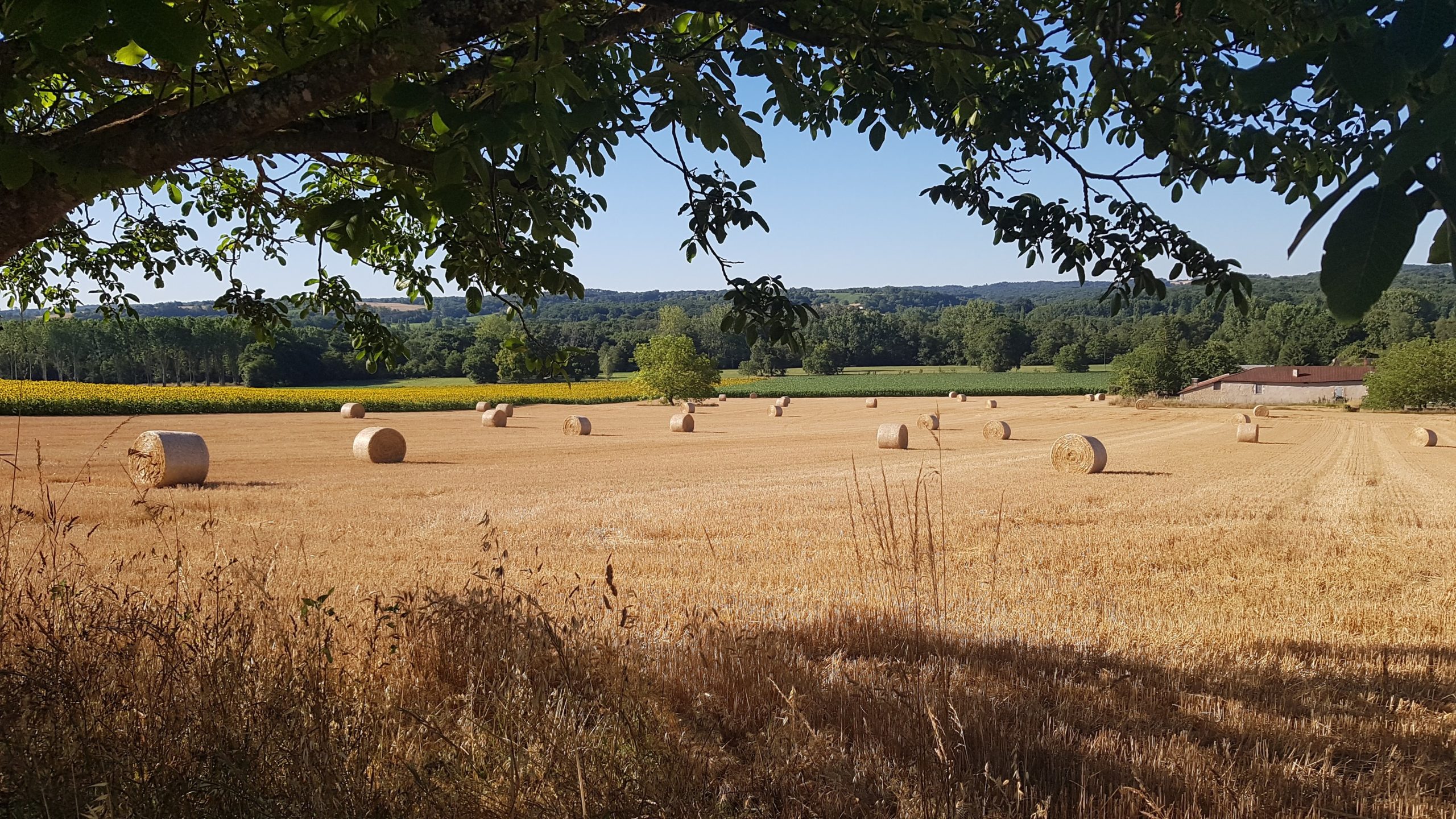 Dordogne Harvest