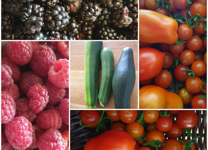 Vegetable Garden